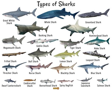 what animals are similar to sharks
